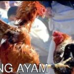 Warga meminta pada pihak aparat terkait, agar menangkap sabung ayam di Tigaraksa.