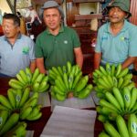 KELOMPOK PETANI PISANG DAN PETERNAK SAPI PERAH LUMAJANG LASIONO NYATAKAN DUKUNGAN KABINET MERAH PUTIH'MAKAN GRATIS' KELOMPOK PETANI PISANG DAN PETERNAK SAPI PERAH LUMAJANG LASIONO NYATAKAN DUKUNGAN KABINET MERAH PUTIH'MAKAN GRATIS'