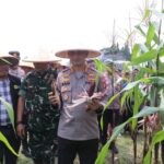 Panen Serentak Hasilkan 2,5 Ton Jagung Ketan Di Sepatan, Polres Metro Tangerang Kota Dukung Ketahanan Pangan Nasional