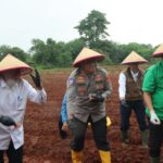 Bupati Dan Kapolresta Tangerang Tanam Jagung Hibrida, Penguatan Ketahanan Pangan